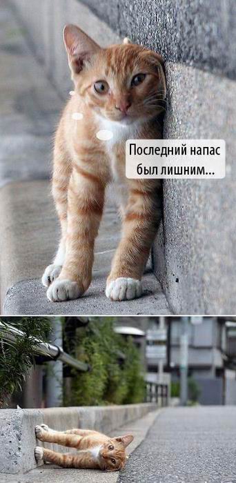  (342x700, 50Kb)