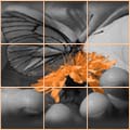  (120x120, 19Kb)