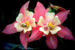 nnnbloem1_3 (150x100, 11Kb)