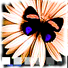  (100x100, 9Kb)