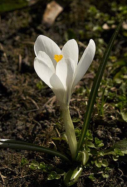 W Krokus+1 (407x600, 68Kb)