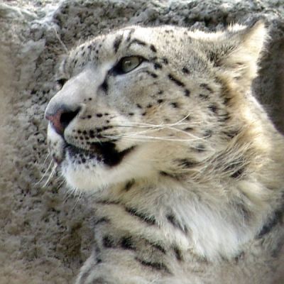  (400x400, 34Kb)