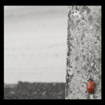  (150x150, 35Kb)