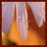  (150x150, 46Kb)