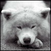  (100x100, 4Kb)