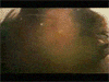  (100x75, 39Kb)