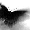  (120x120, 16Kb)