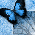  (120x120, 27Kb)