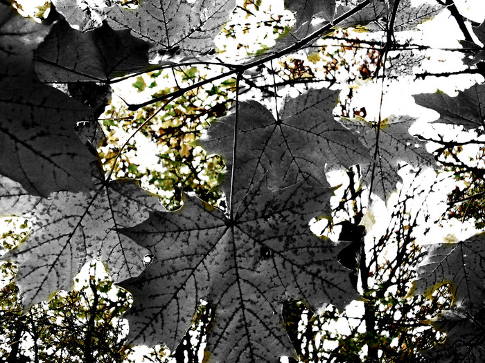  (700x525, 263Kb)