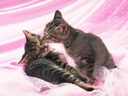  (500x375, 28Kb)