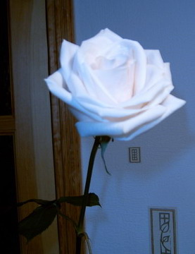  (277x360, 26Kb)