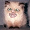  (100x100, 3Kb)