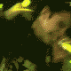  (80x80, 59Kb)