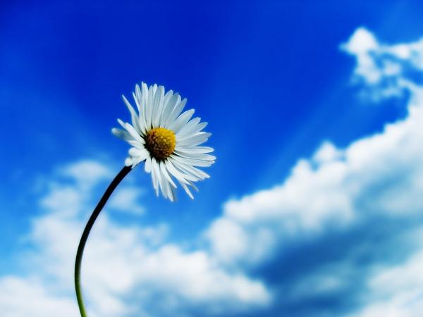 (600x450, 28Kb)