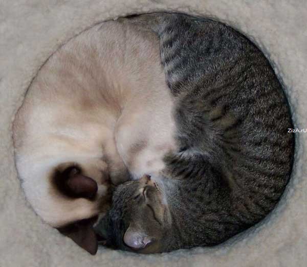  (600x523, 56Kb)