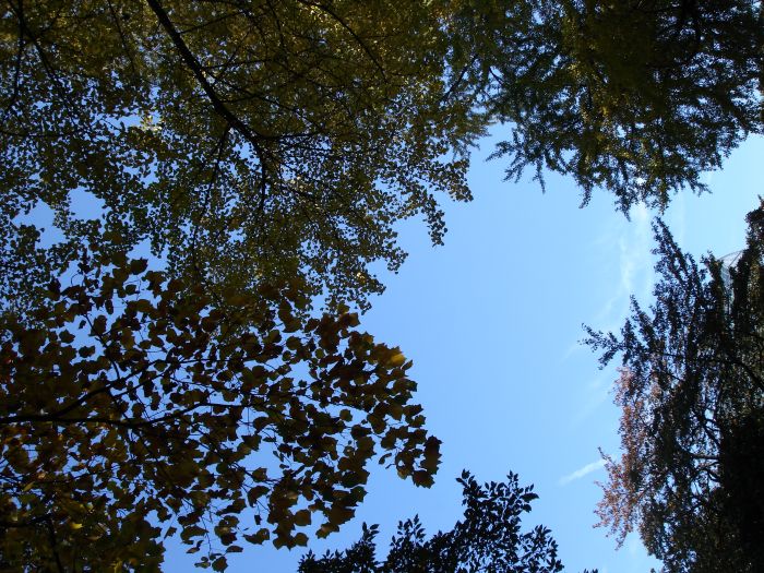  (700x525, 152Kb)