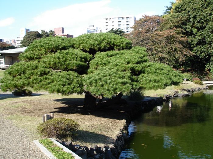  (700x525, 122Kb)