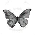  (120x120, 36Kb)