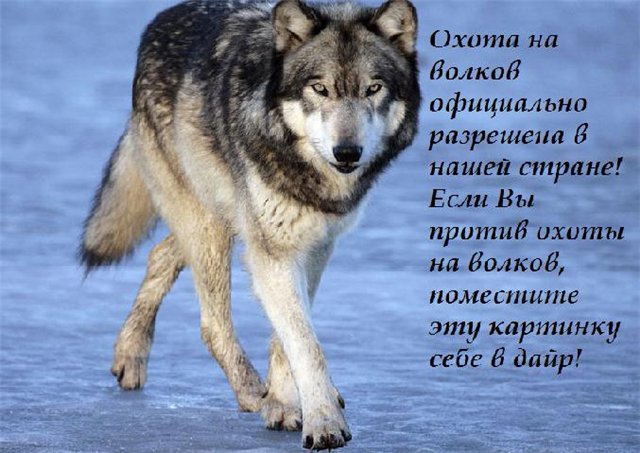  (640x453, 66Kb)