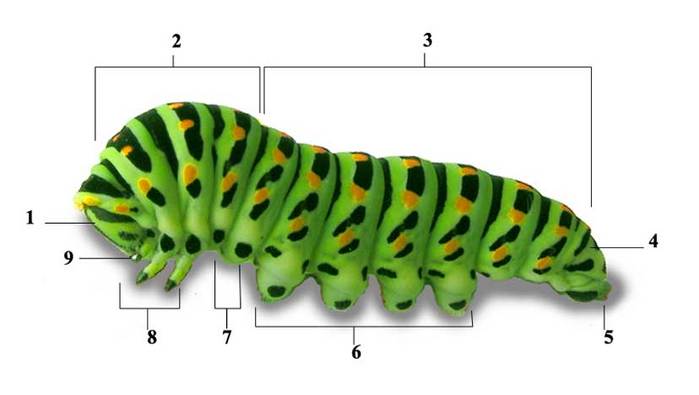 Схема гусеницы насекомого