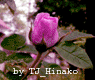  (95x80, 15Kb)