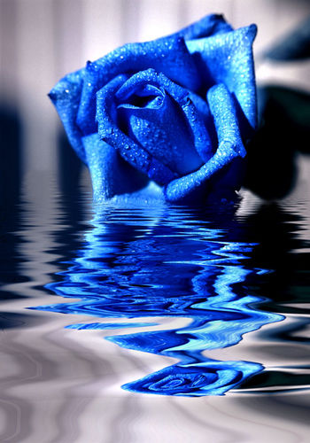  (350x500, 49Kb)