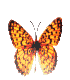  (70x80, 9Kb)