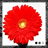  (100x100, 10Kb)