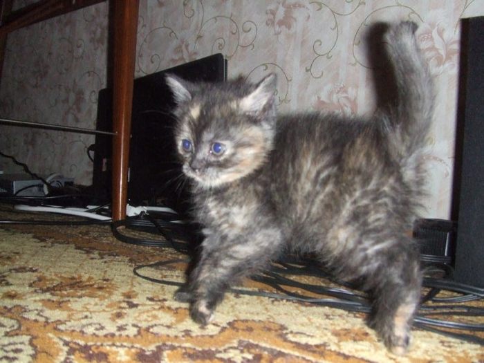  (700x525, 64Kb)