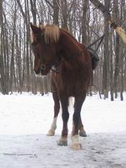 f_1568306.jpg